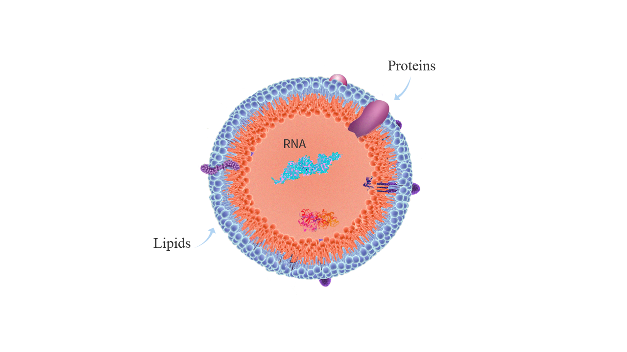 What are exosomes?